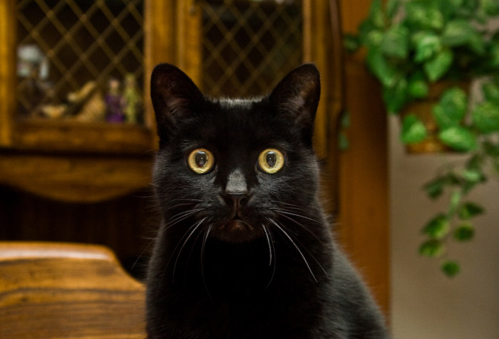 Черная кошка в доме хорошо. Пятница 13 кошка. Пятница 13 черный кот. Пятница 13 картинки с черным котиком. В пятницу 13 у черных кошек.