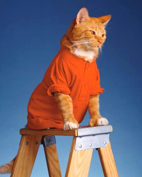 Напоминаем: кошки в одежде не нуждаются, она для них вредна. 