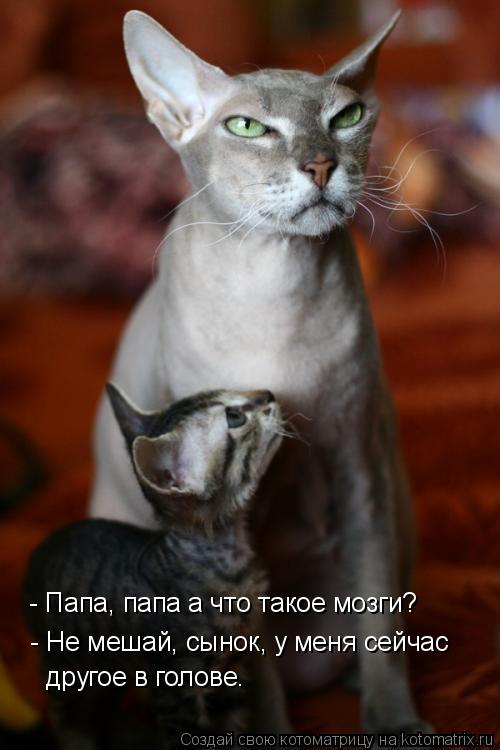Смешные фото котов и кошек с надписями