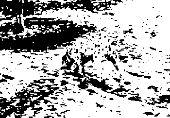Рисунок с загадкой: собака около клумбы